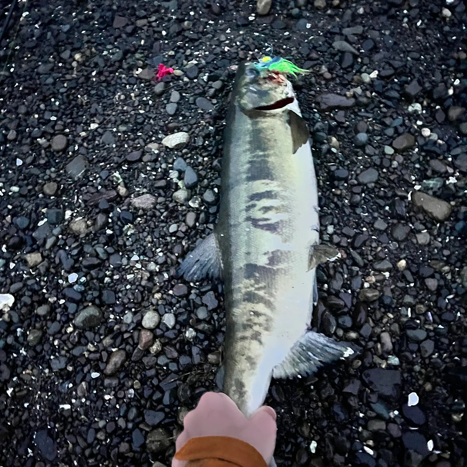 Chum salmon caught on Fishbrain