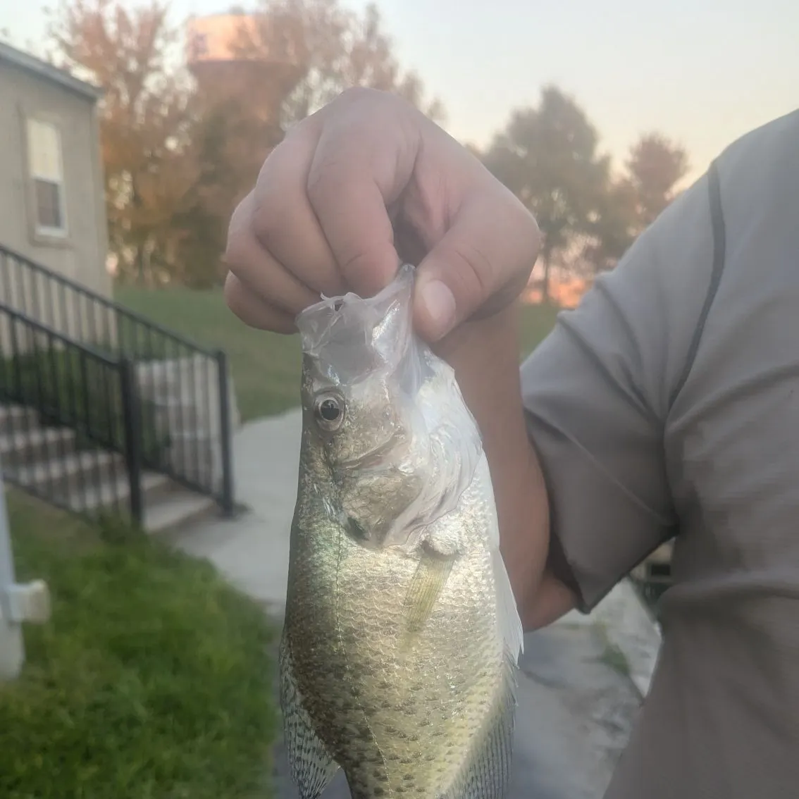 White crappie caught on Fishbrain