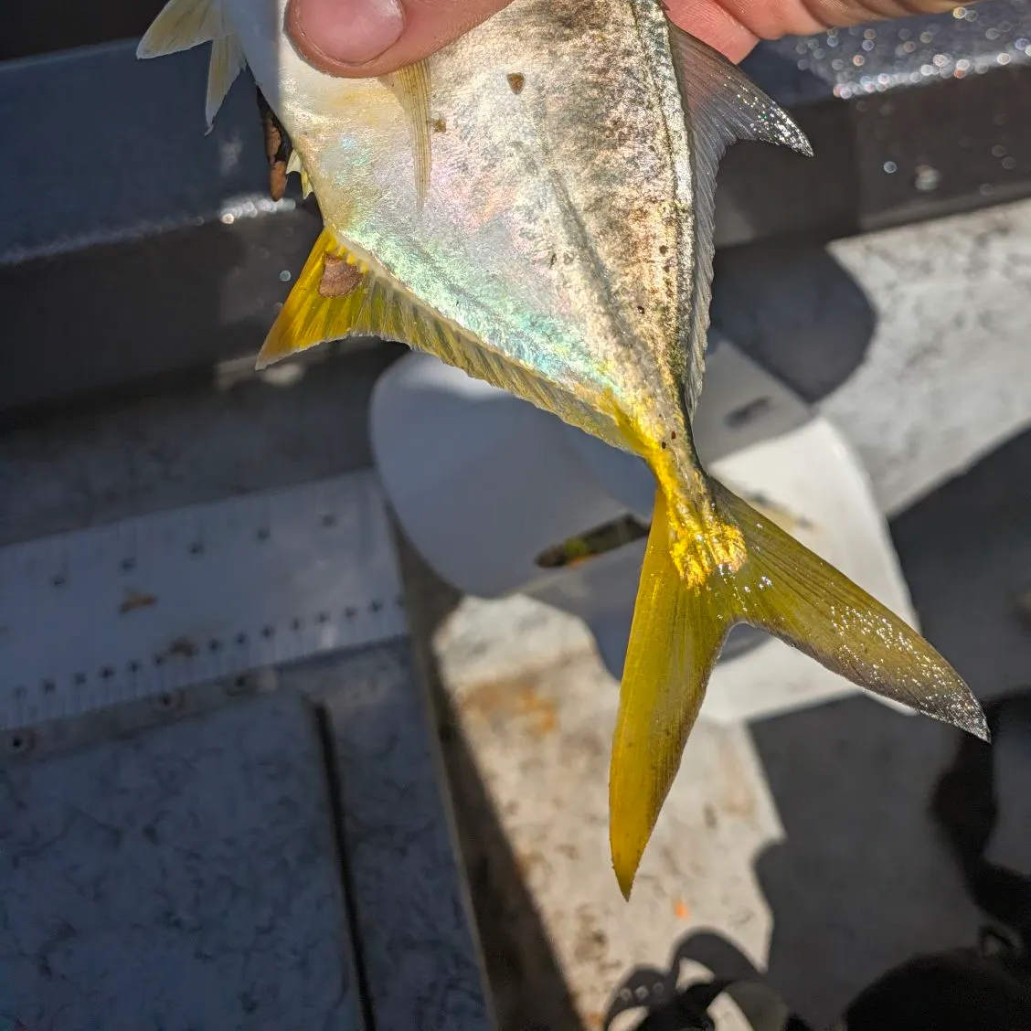 Crevalle jack caught on Fishbrain