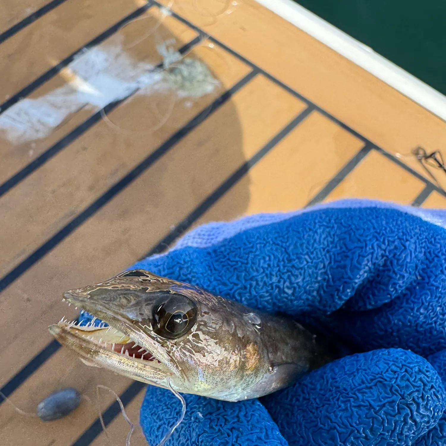 The most recent Atlantic lizardfish catches on Fishbrain