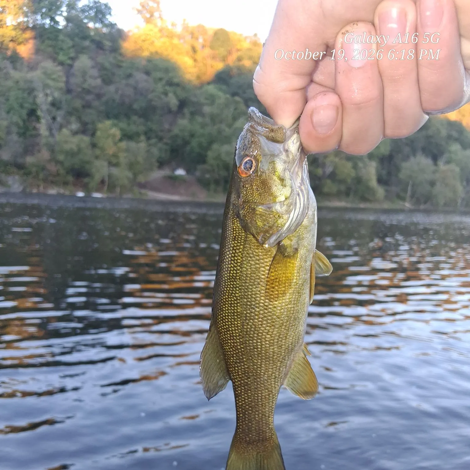 Smallmouth bass caught on Fishbrain