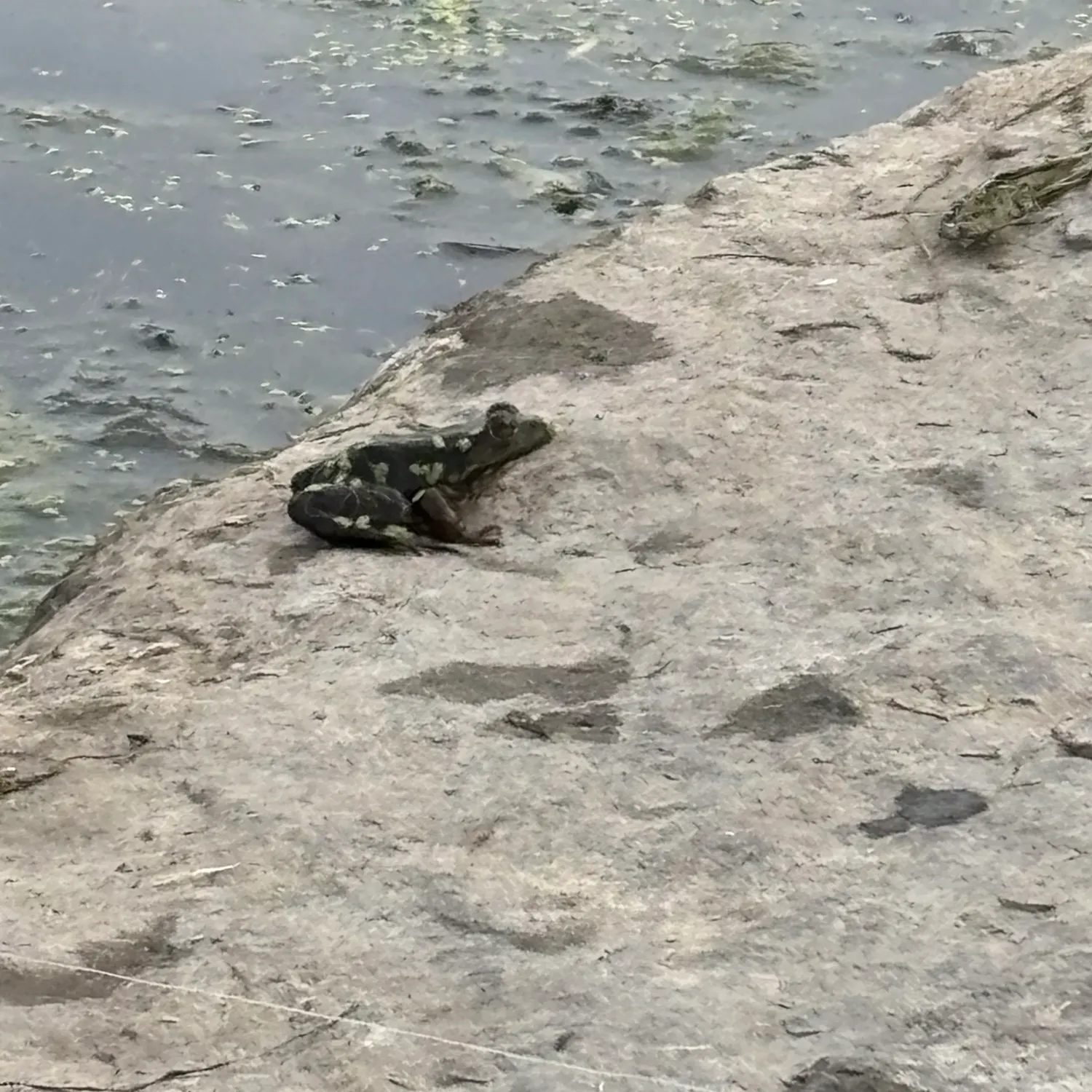 American bullfrog caught on Fishbrain