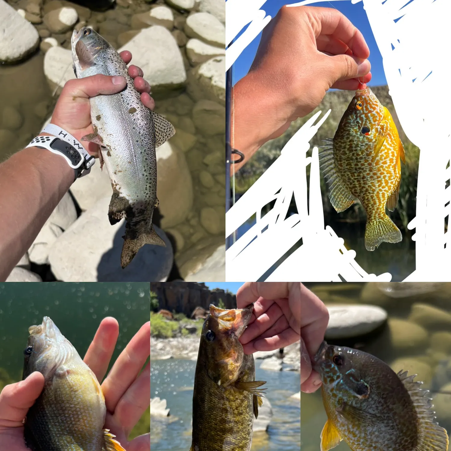 recently logged catches