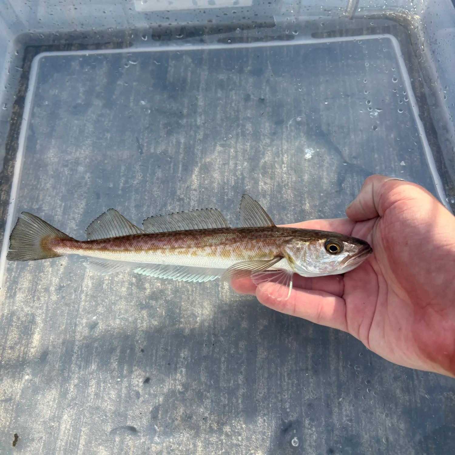 The most recent Silver hake catches on Fishbrain