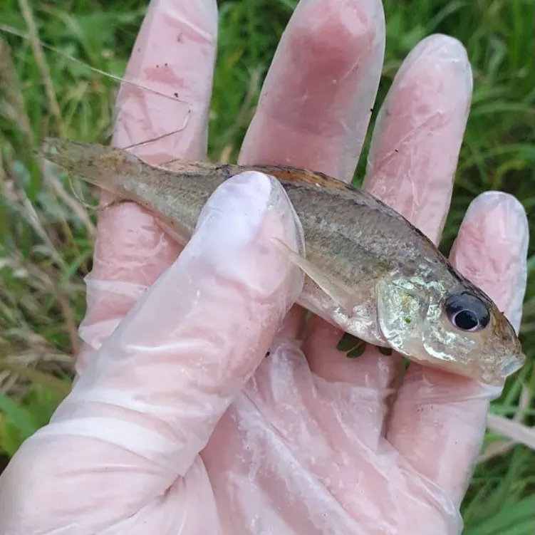 The most recent Eurasian ruffe catches on Fishbrain