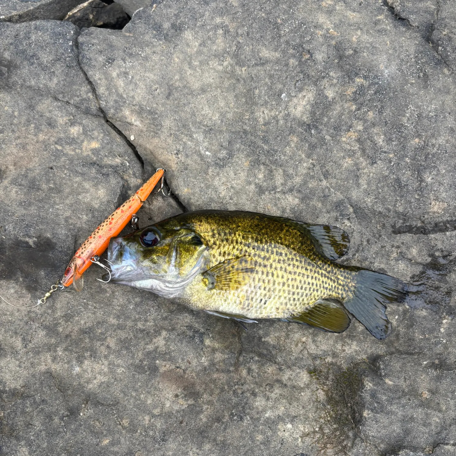 Rock bass caught on Fishbrain