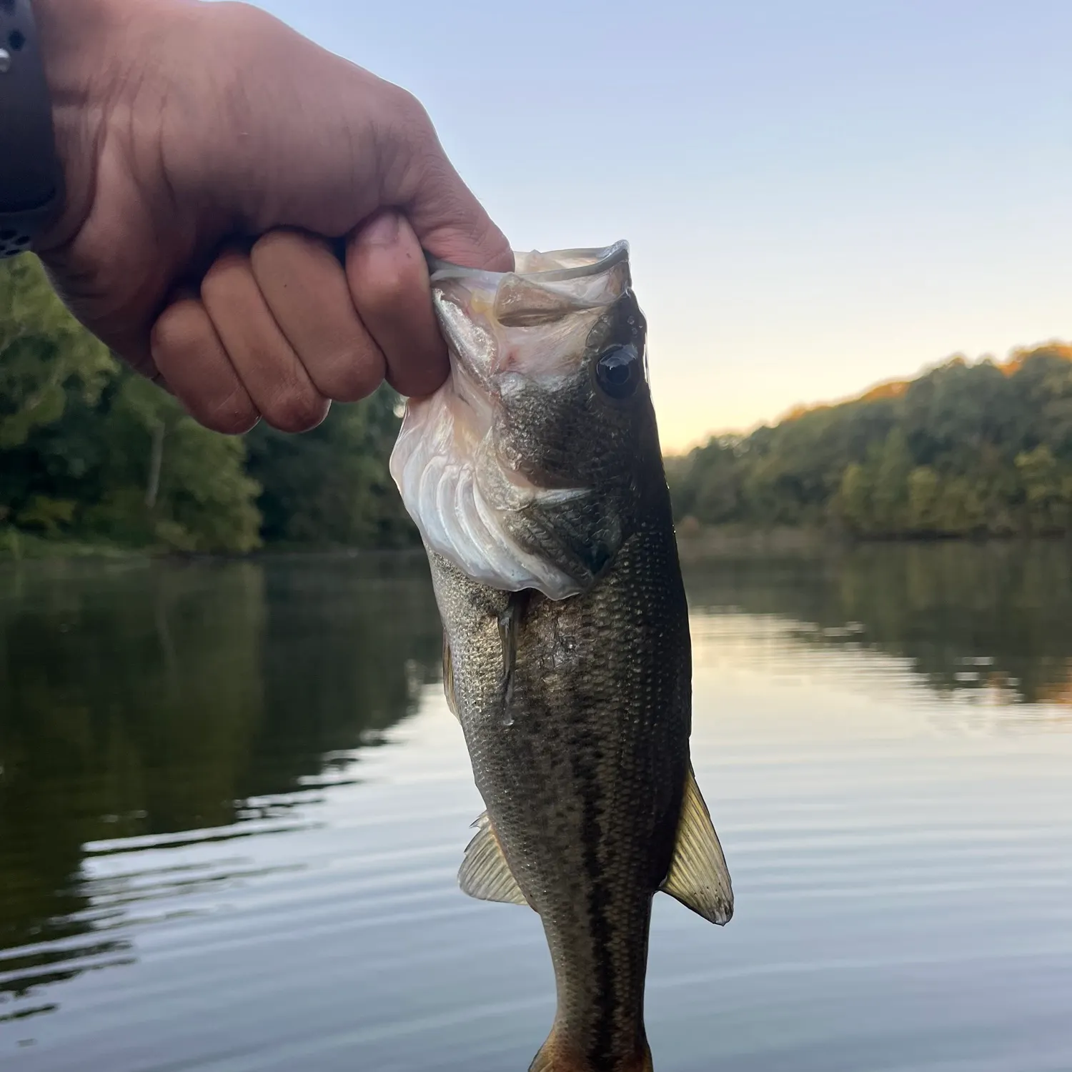 Largemouth bass caught on Fishbrain