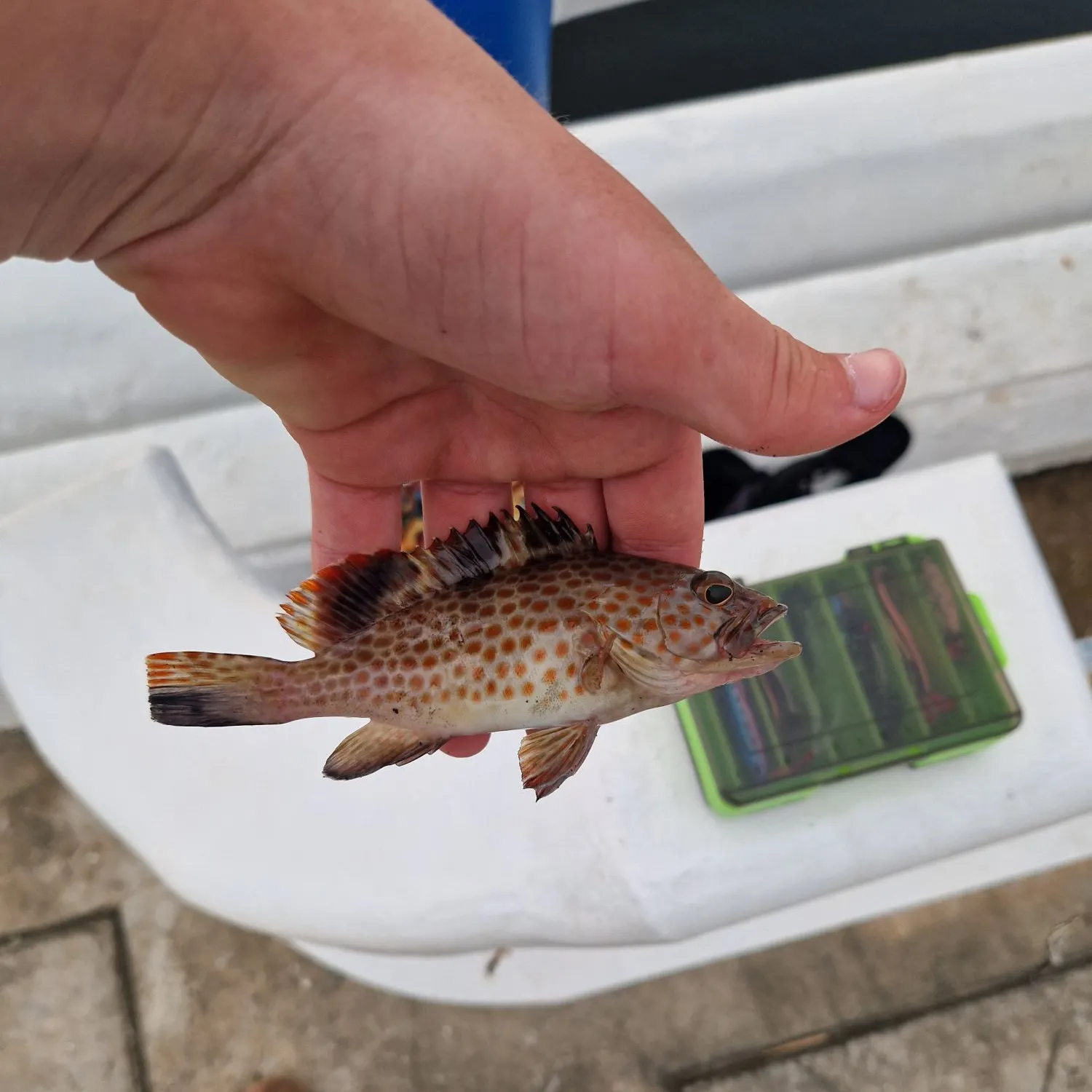 Areolate grouper caught on Fishbrain