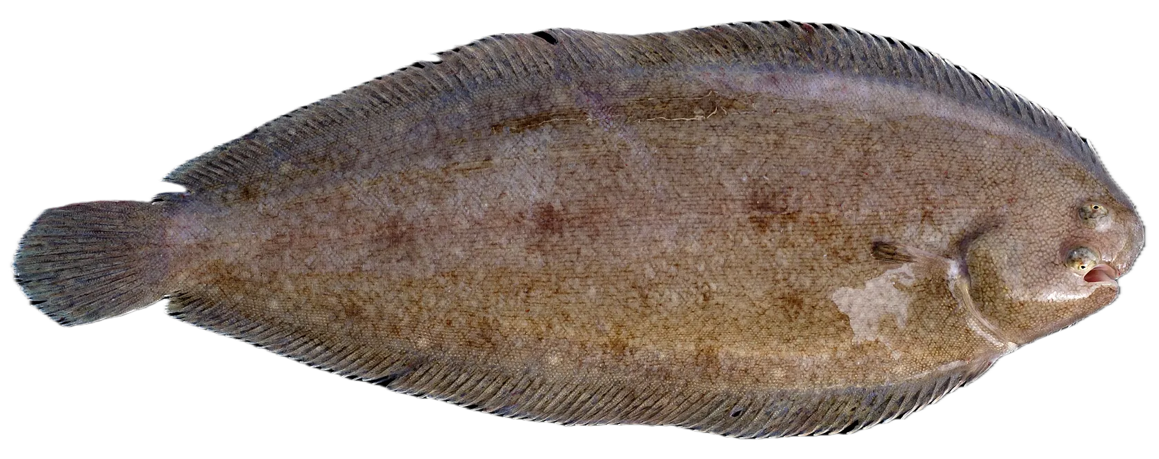 Common sole
