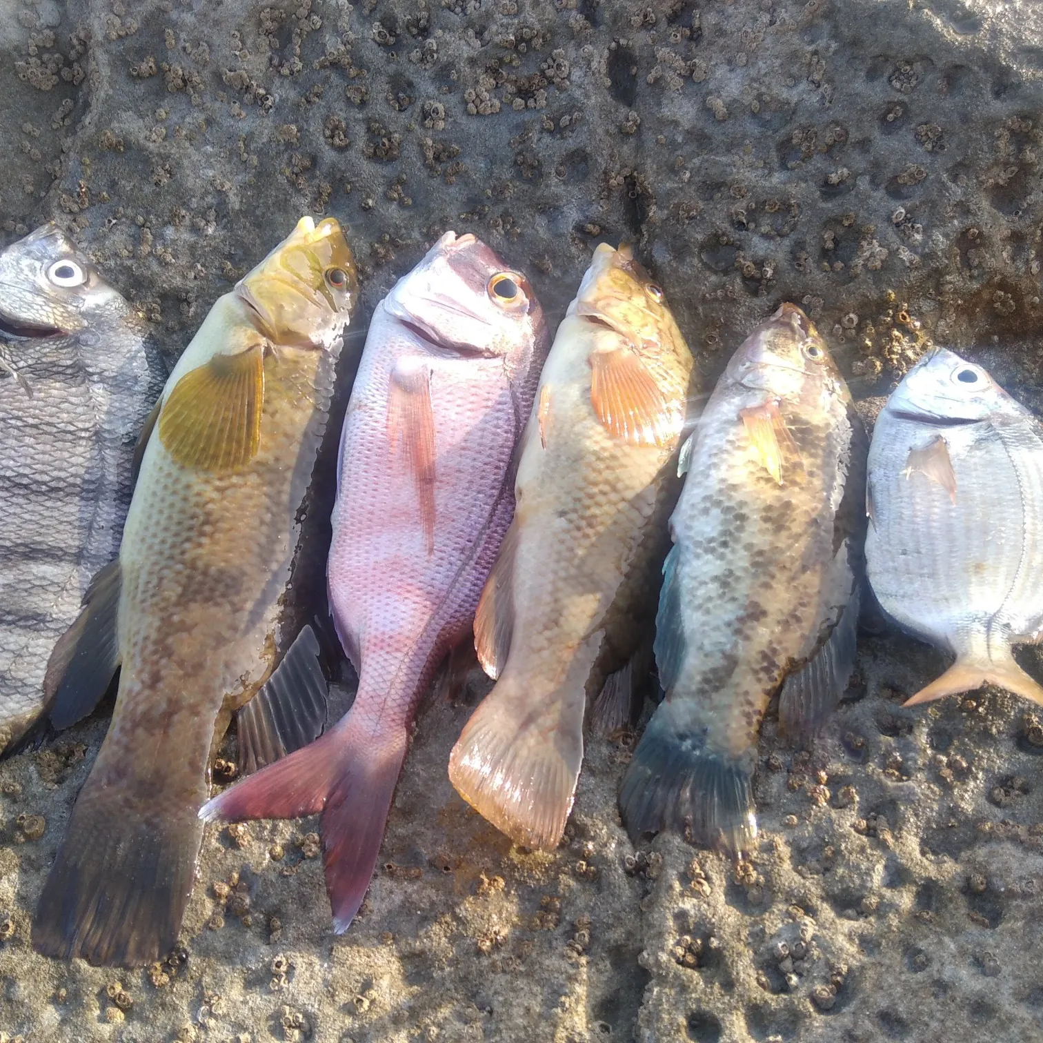 recently logged catches