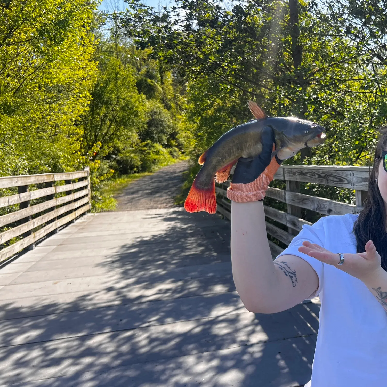 The most recent Redtail catfish catches on Fishbrain