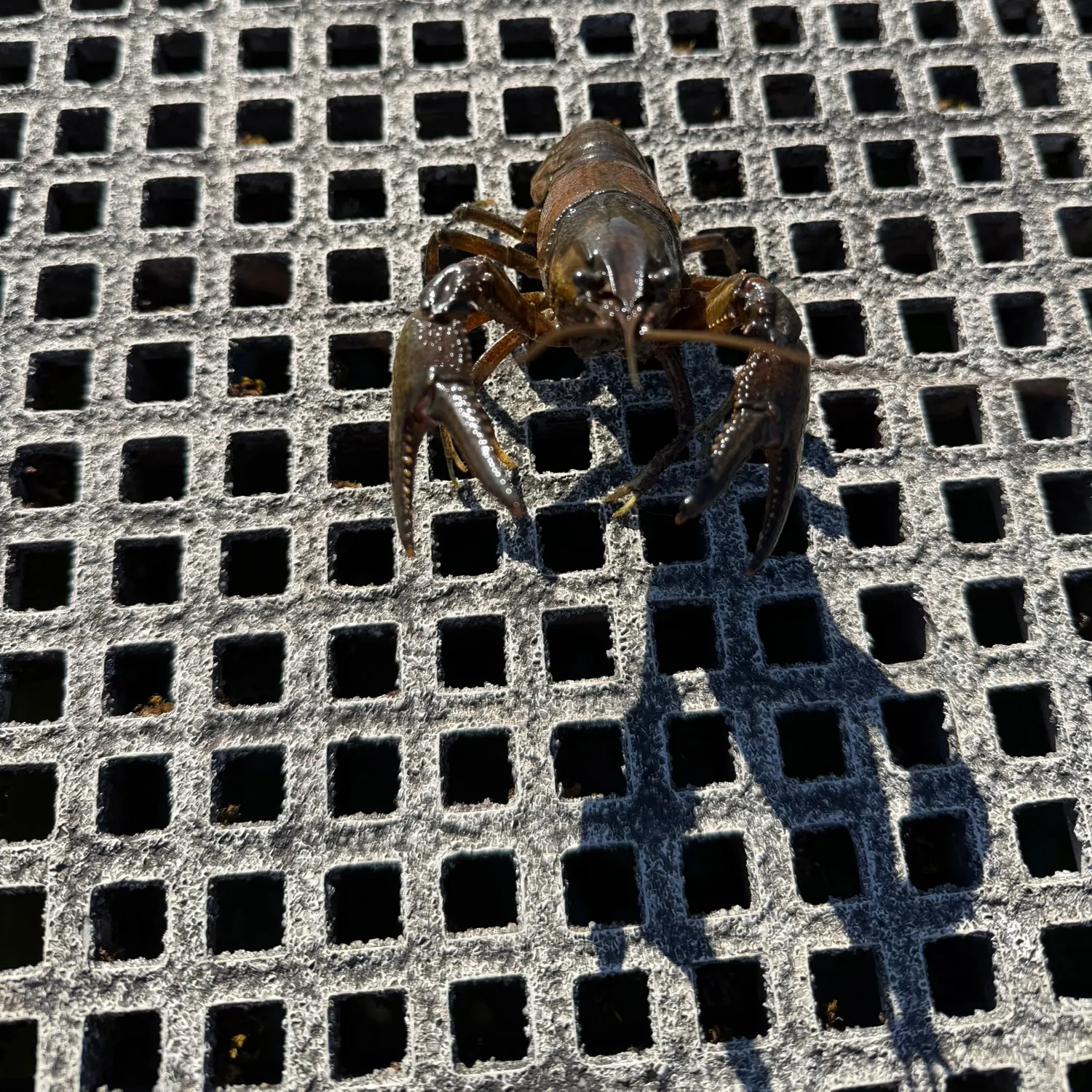 The most recent Virile crayfish catches on Fishbrain