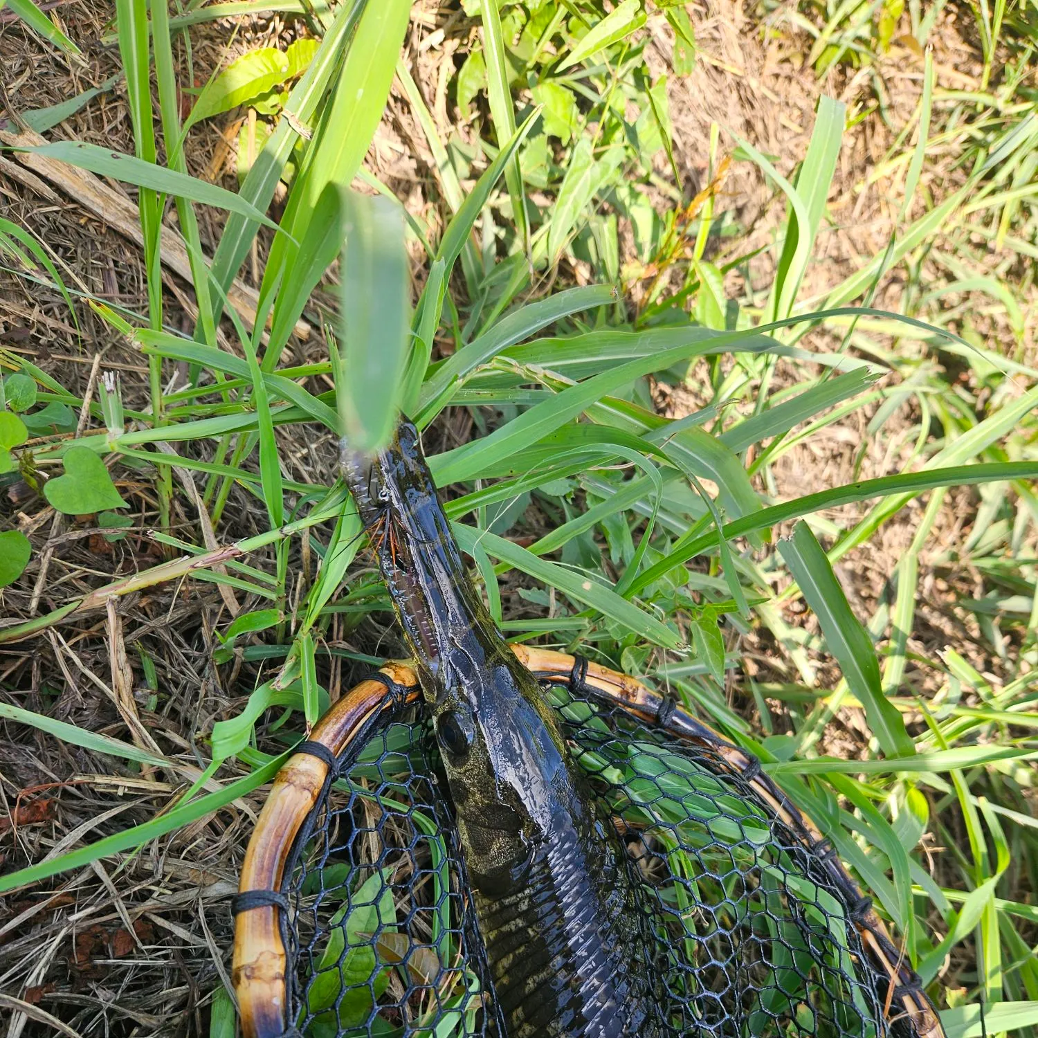 Spotted gar caught on Fishbrain