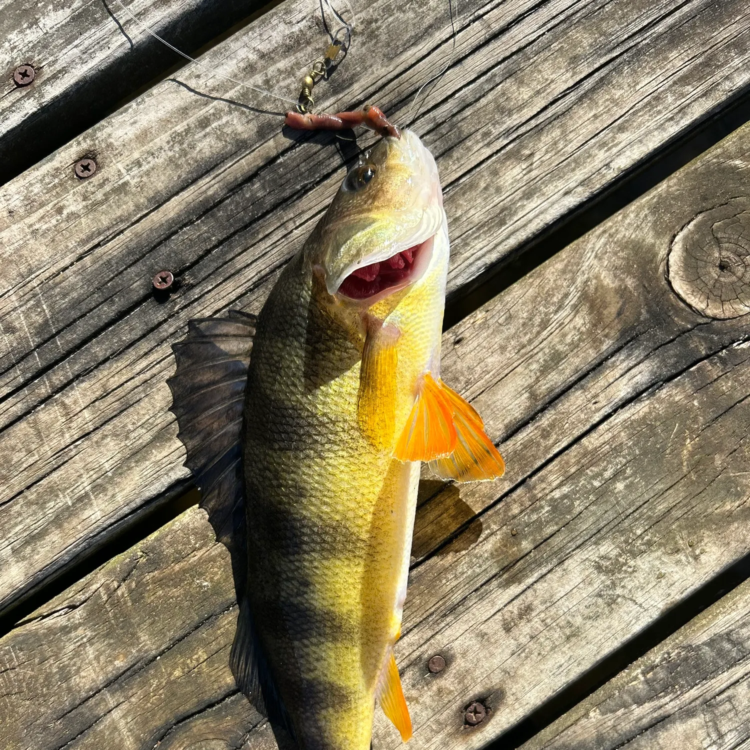Yellow perch caught on Fishbrain