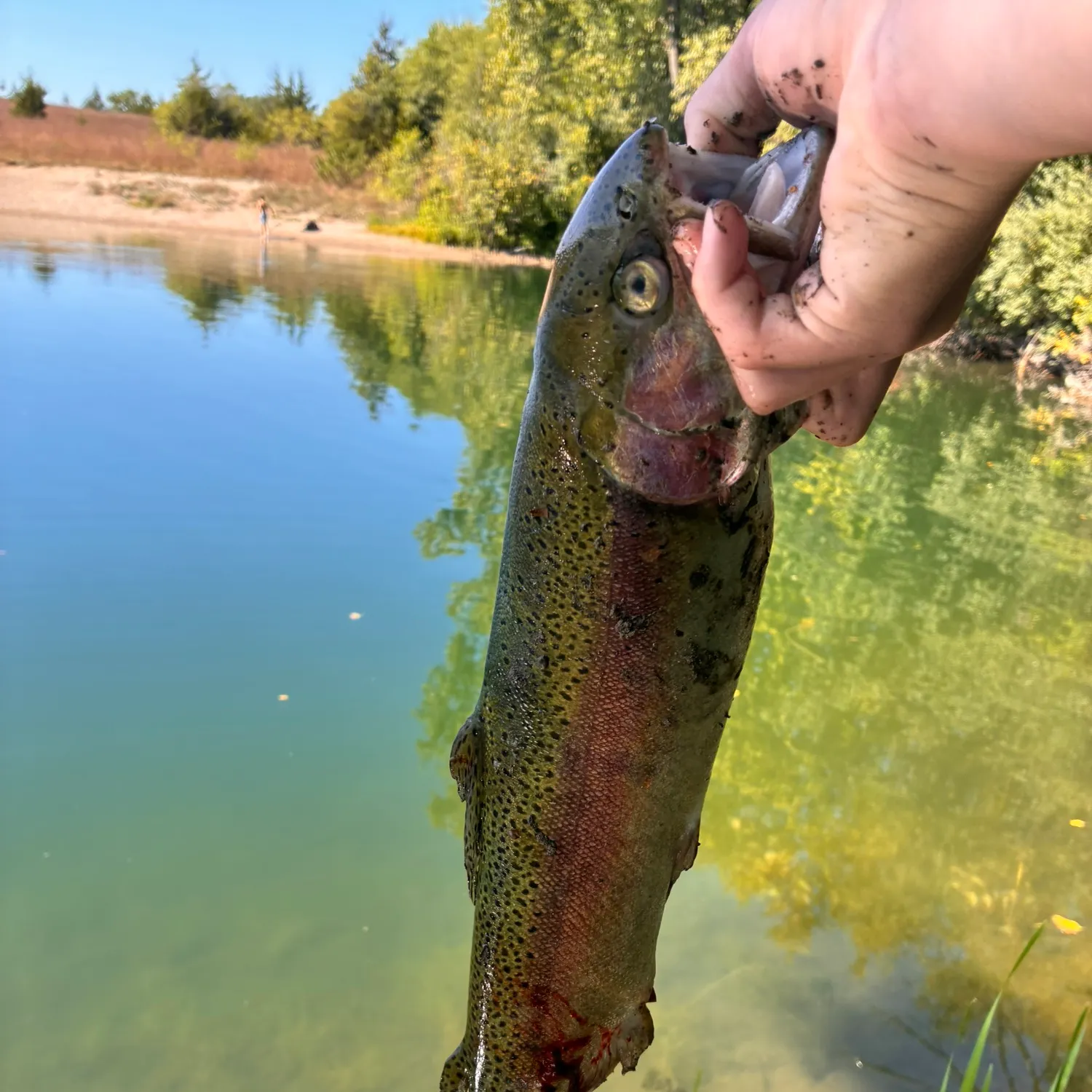 Rainbow trout caught on Fishbrain