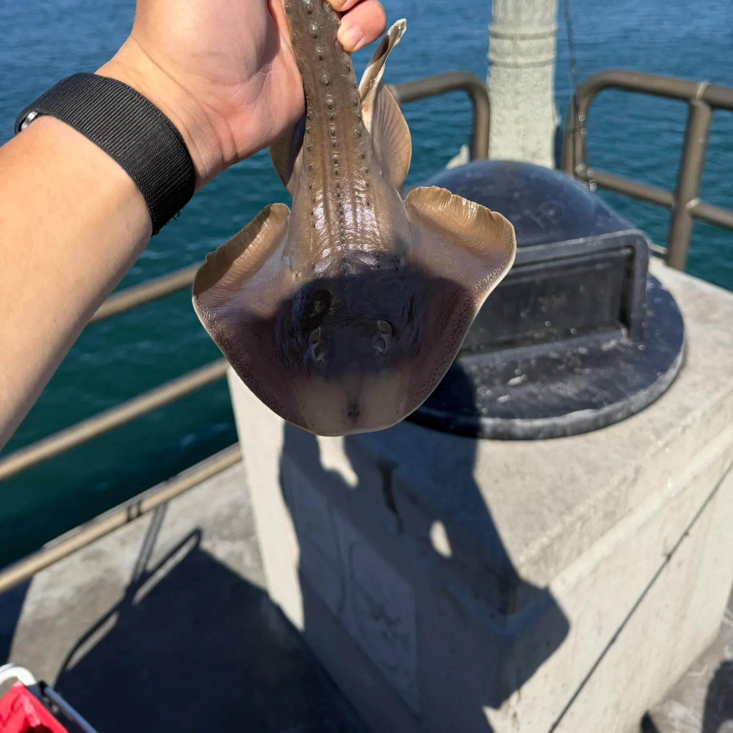 The most recent Thornback guitarfish catches on Fishbrain