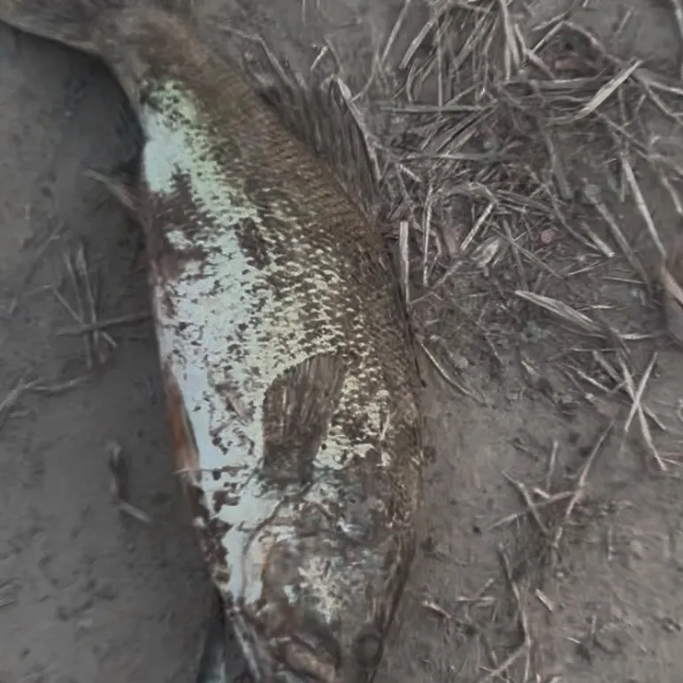 The most recent Largemouth bass catches on Fishbrain