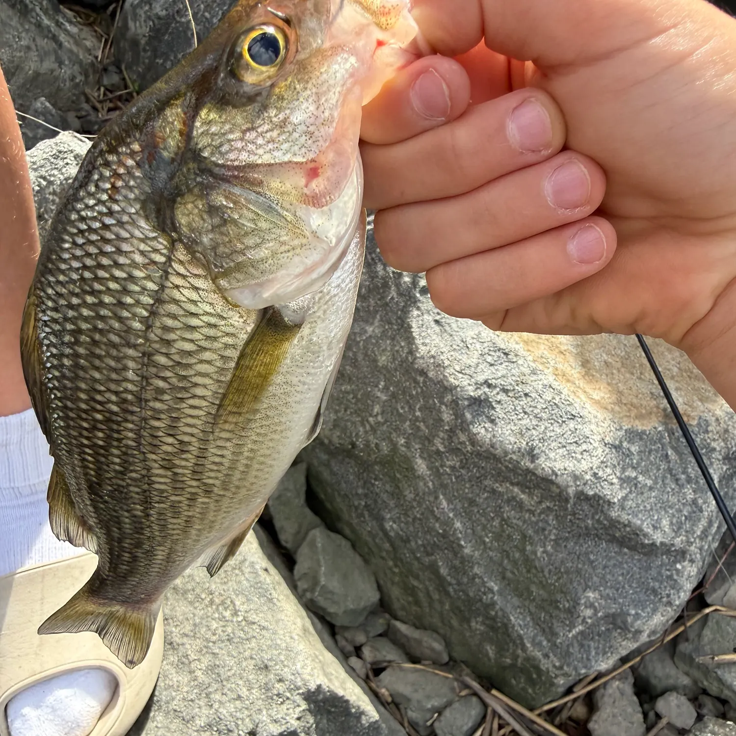 White perch caught on Fishbrain