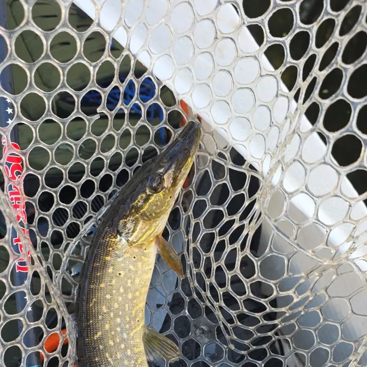 Northern pike caught on Fishbrain