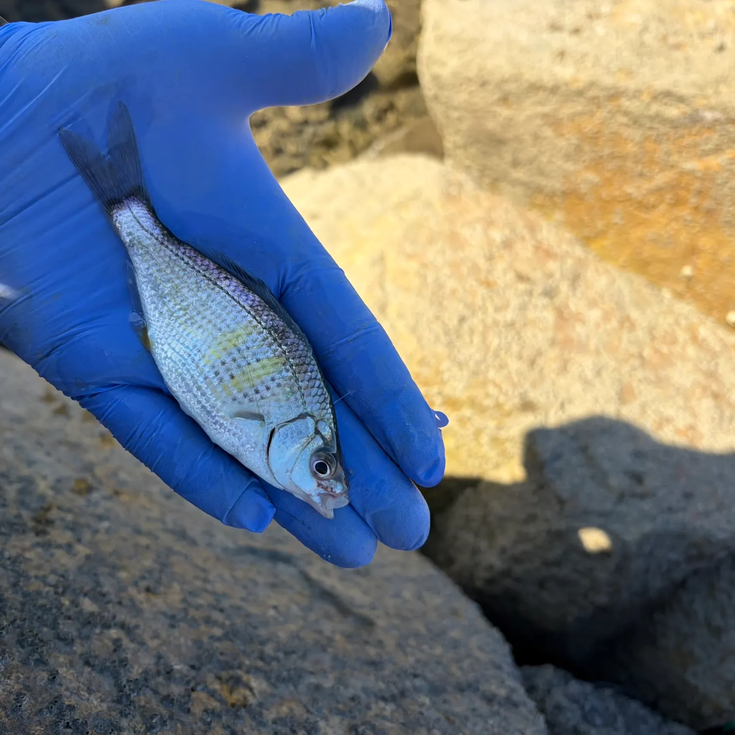 The most recent Walleye surfperch catches on Fishbrain