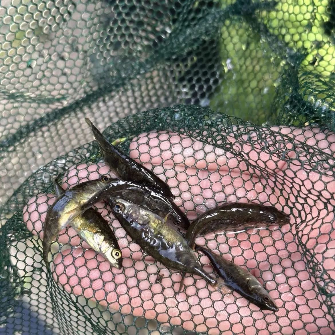 The most recent Three-spined stickleback catches on Fishbrain