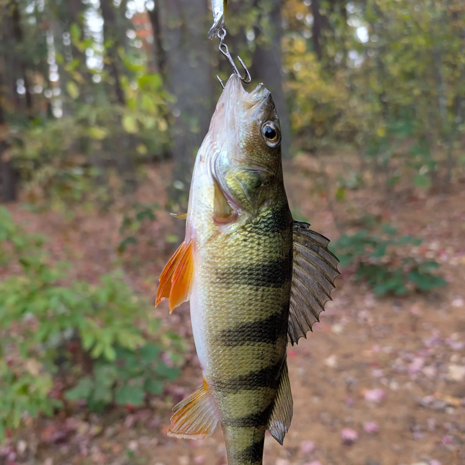 Yellow perch caught on Fishbrain