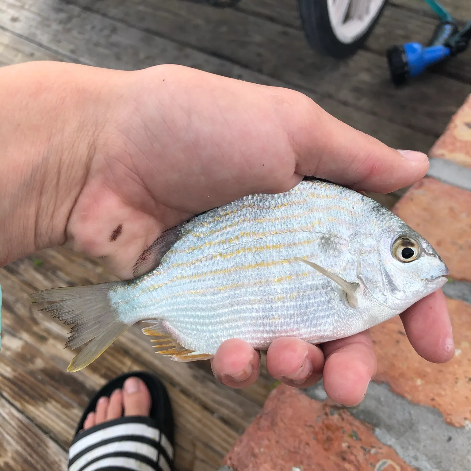 The most recent Western Atlantic seabream catches on Fishbrain