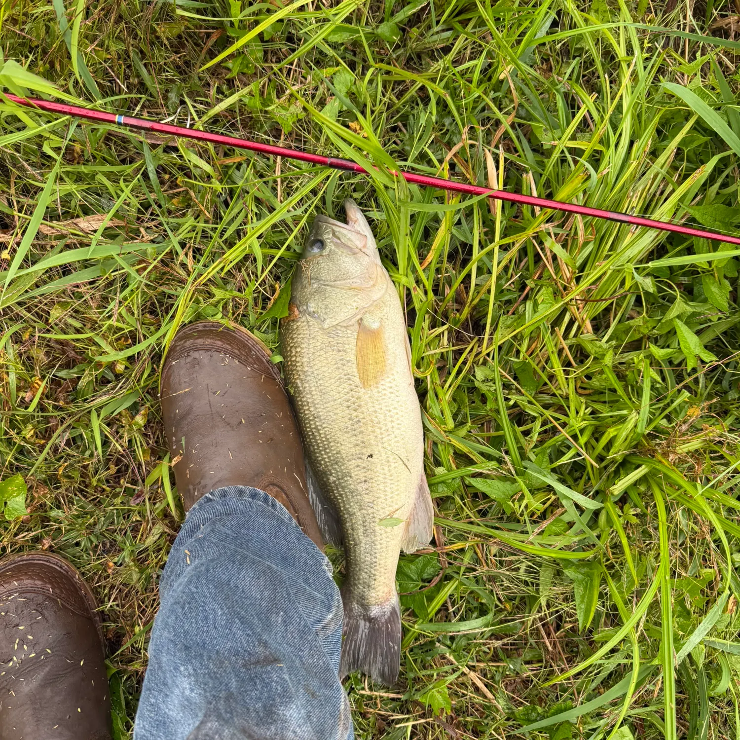 Largemouth bass caught on Fishbrain