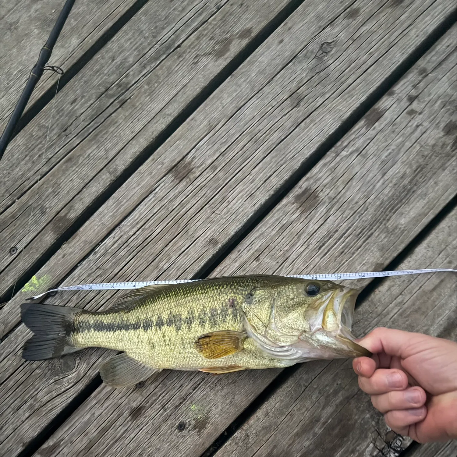 Largemouth bass caught on Fishbrain