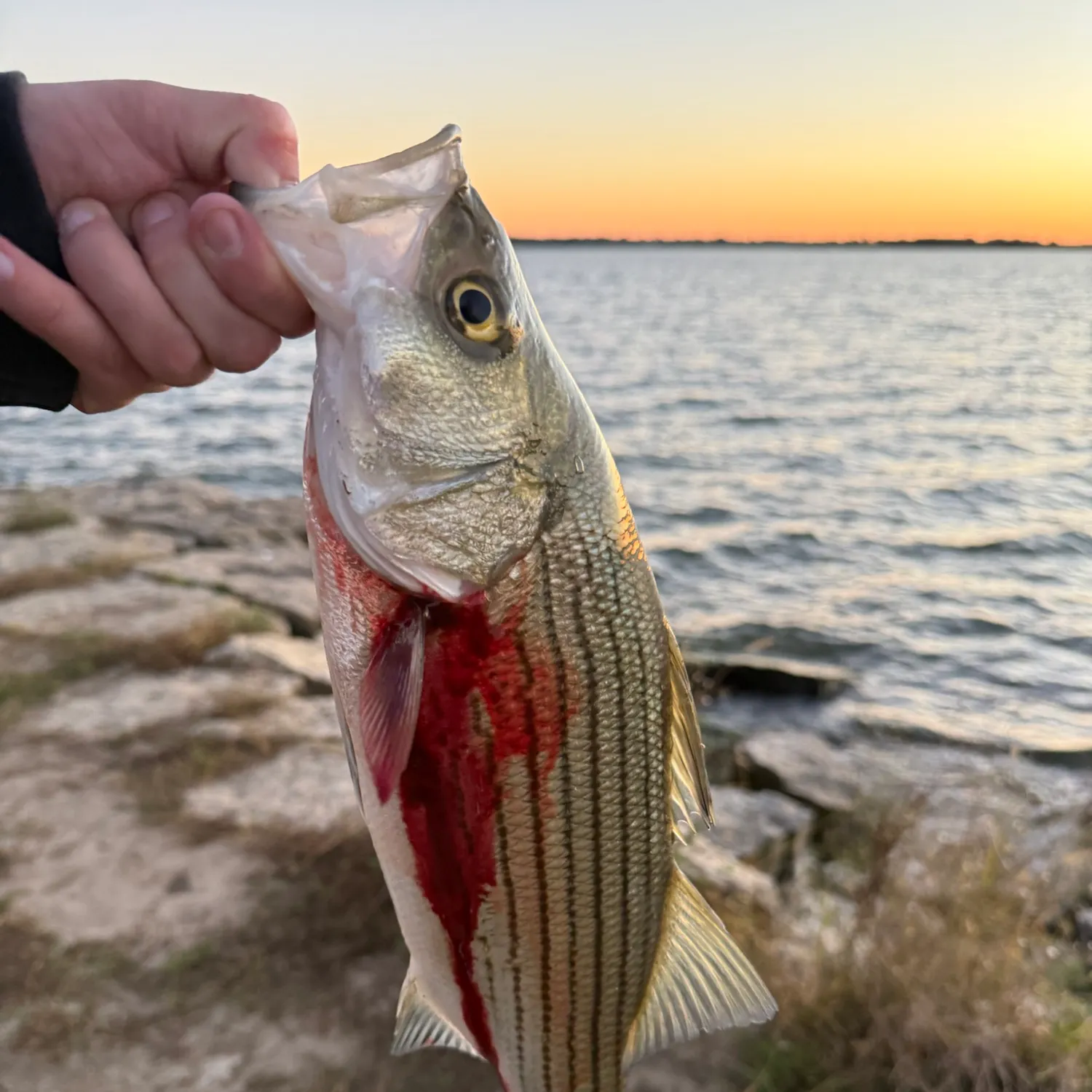 Wiper caught on Fishbrain