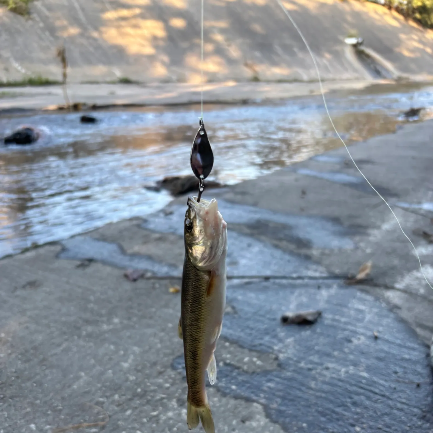 Creek chub caught on Fishbrain