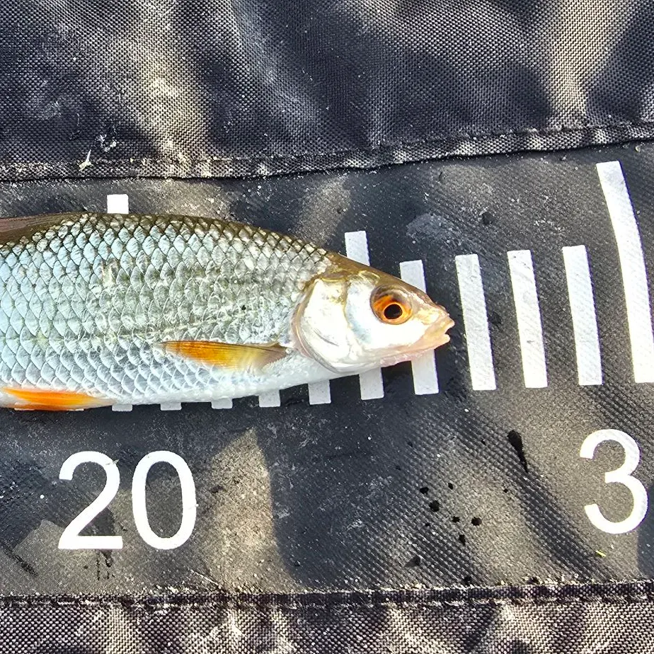 The most recent Common roach catches on Fishbrain