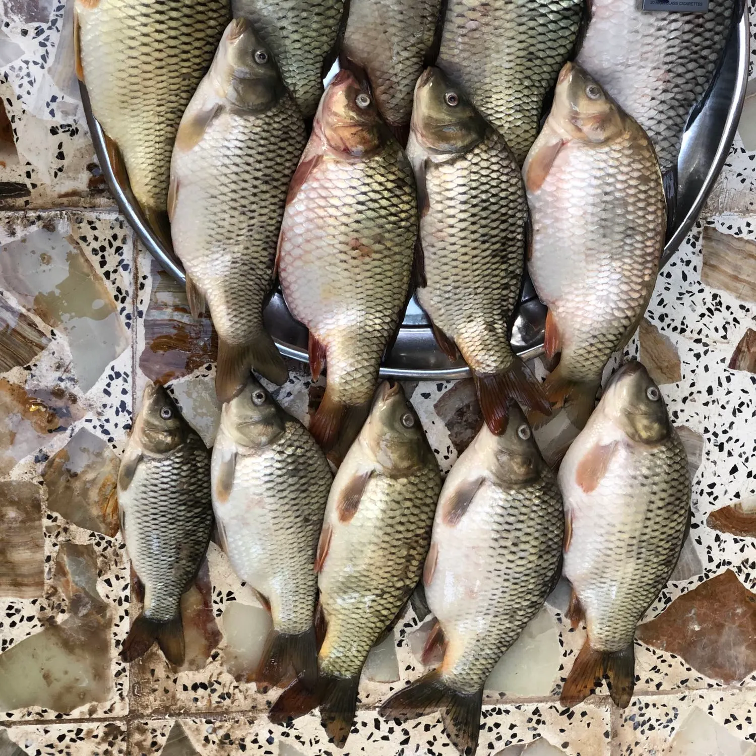 recently logged catches