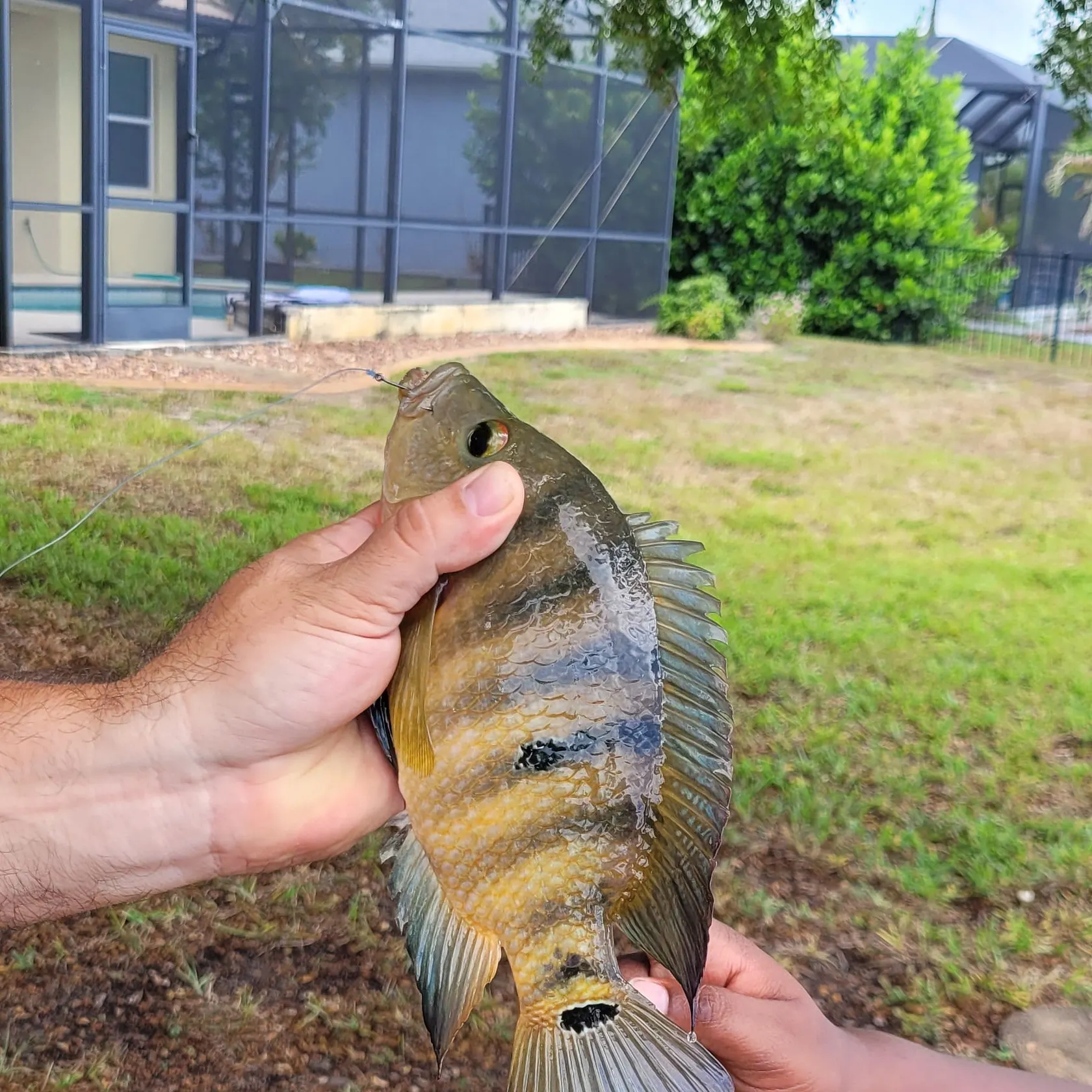 The most recent Mayan cichlid catches on Fishbrain