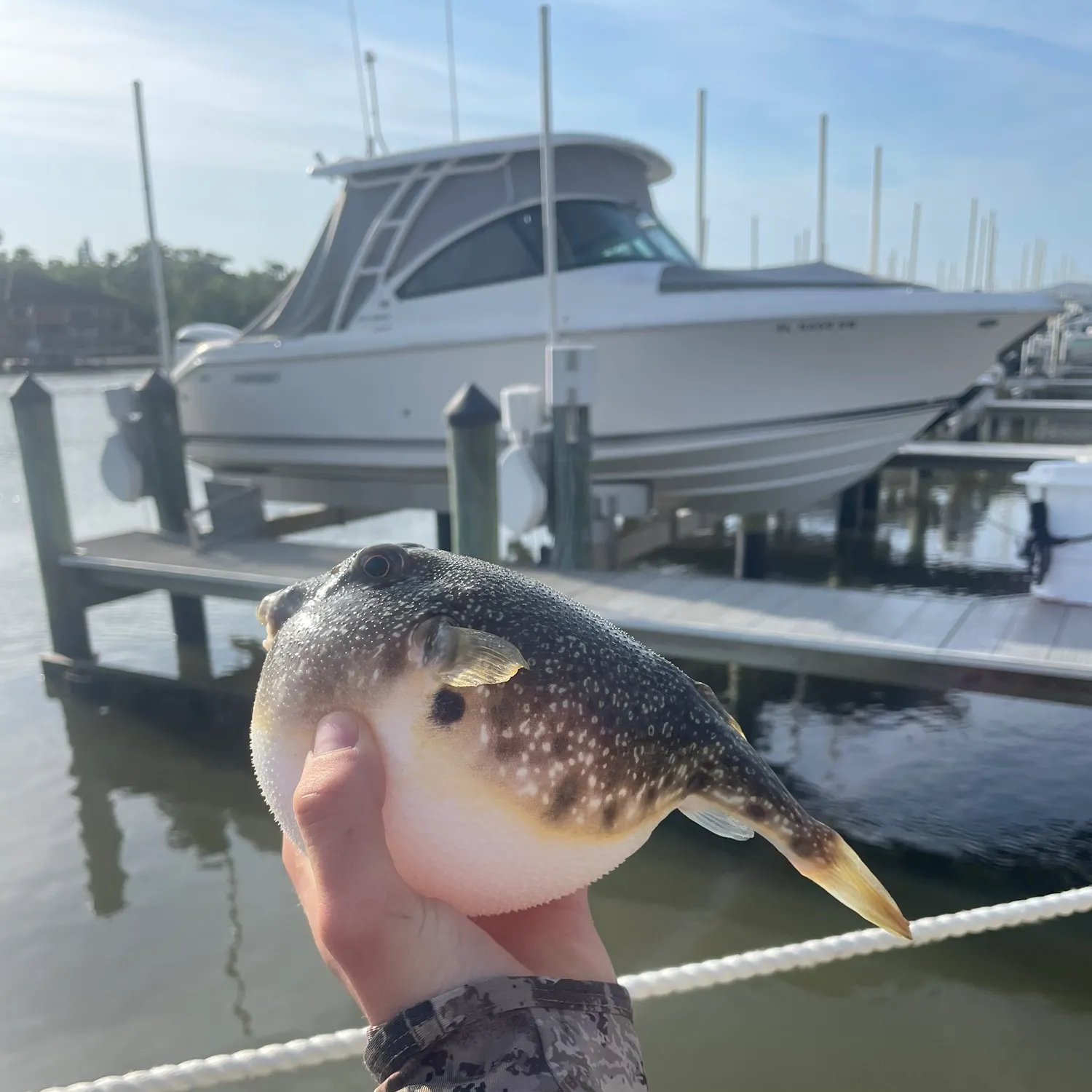 most liked catch image
