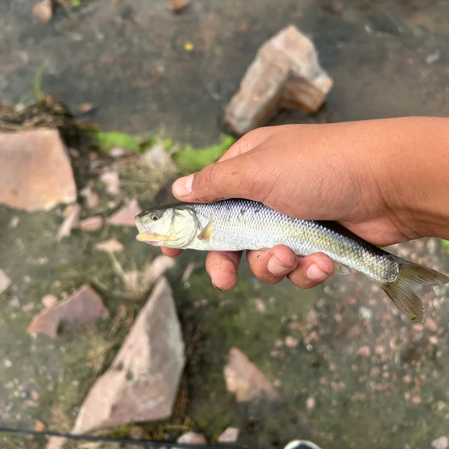 Creek chub caught on Fishbrain