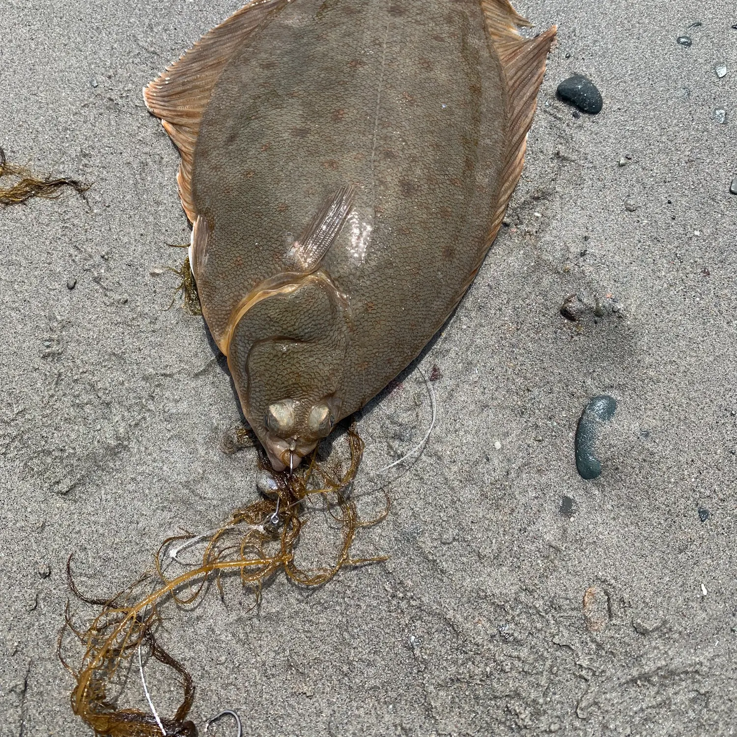 The most recent Winter flounder catches on Fishbrain