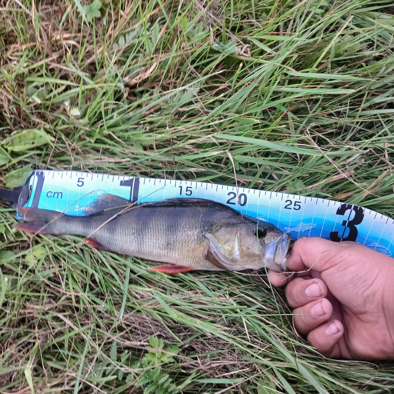 European perch caught on Fishbrain