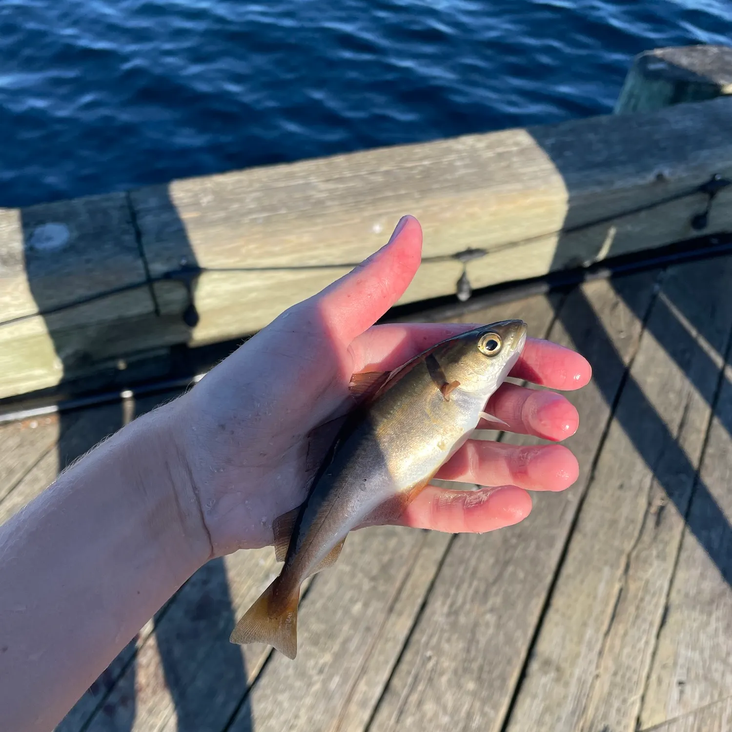 Atlantic pollock caught on Fishbrain