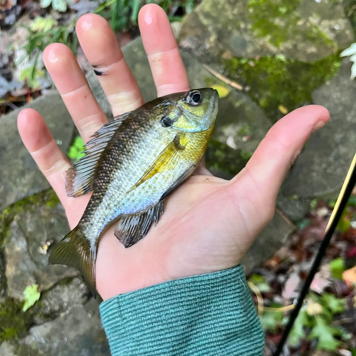 Bluegill caught on Fishbrain