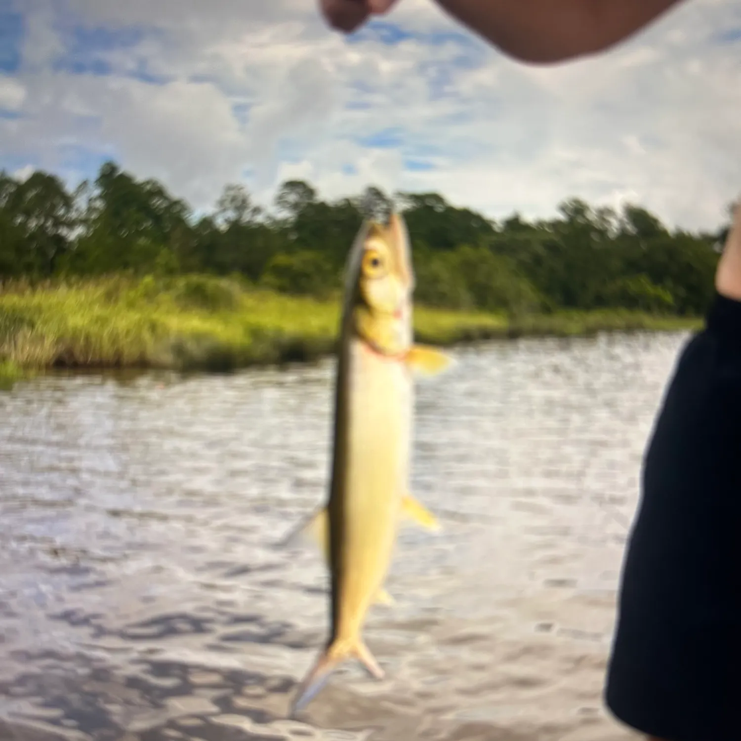 The most recent Ladyfish catches on Fishbrain