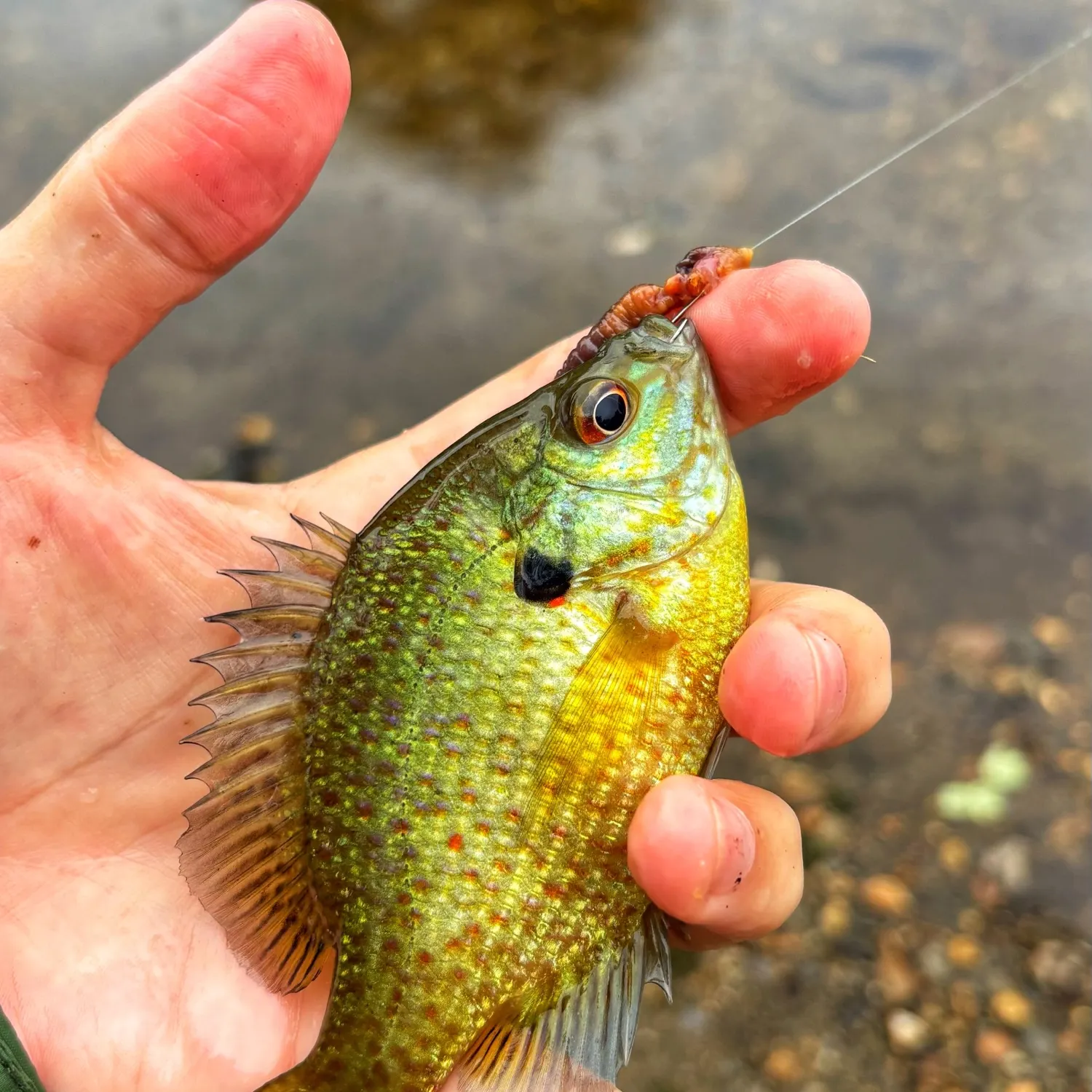 Pumpkingill hybrid caught on Fishbrain