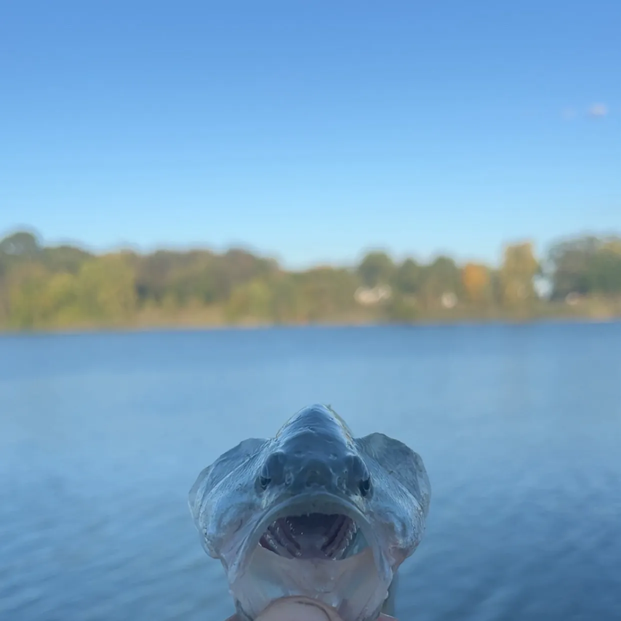 Fish caught on Fishbrain
