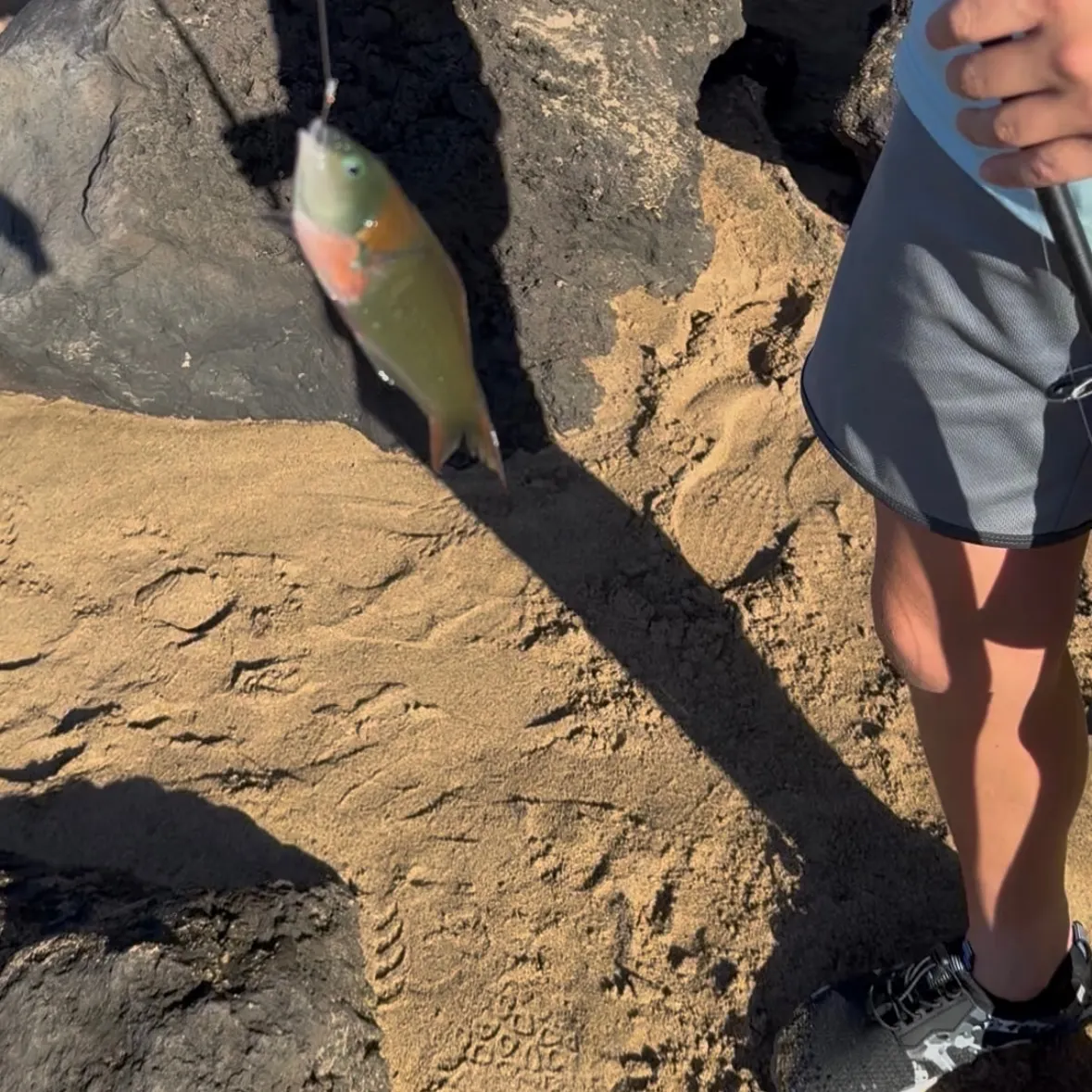 The most recent Saddle wrasse catches on Fishbrain