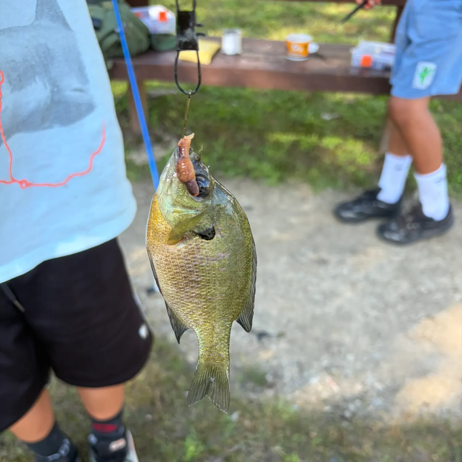 Bluegill caught on Fishbrain