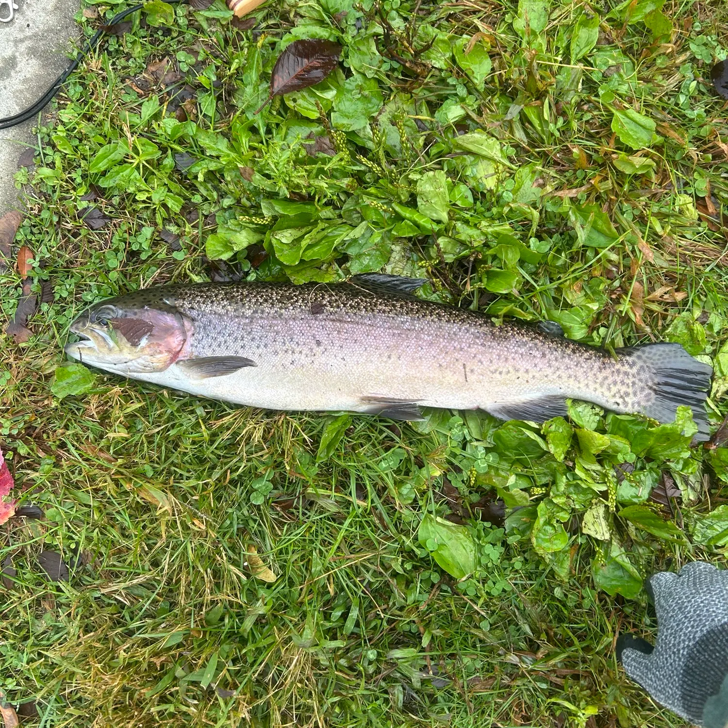 Rainbow trout caught on Fishbrain