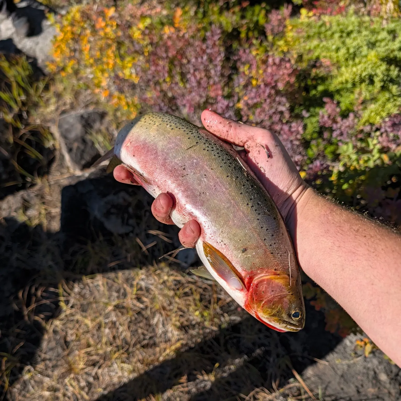 Cutthroat trout caught on Fishbrain