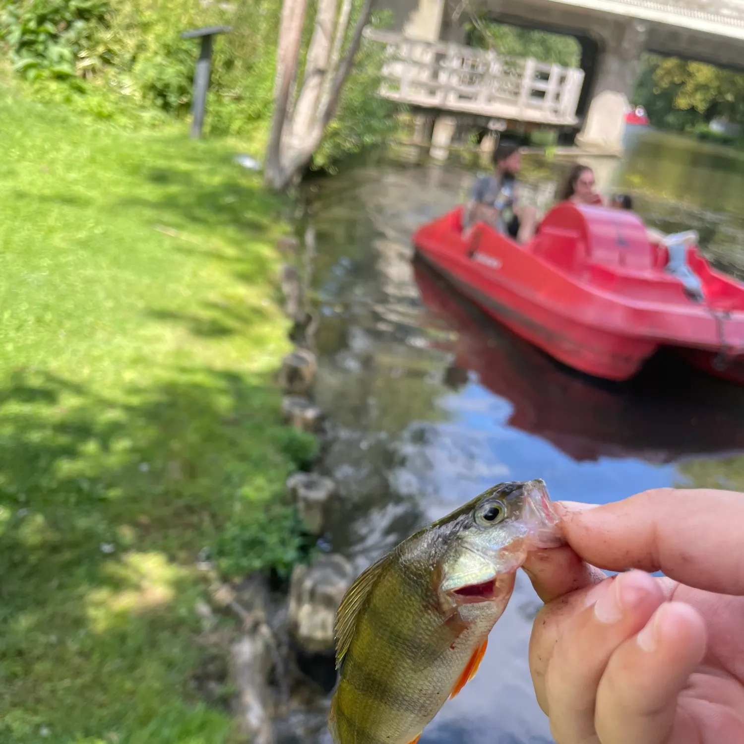 European perch caught on Fishbrain