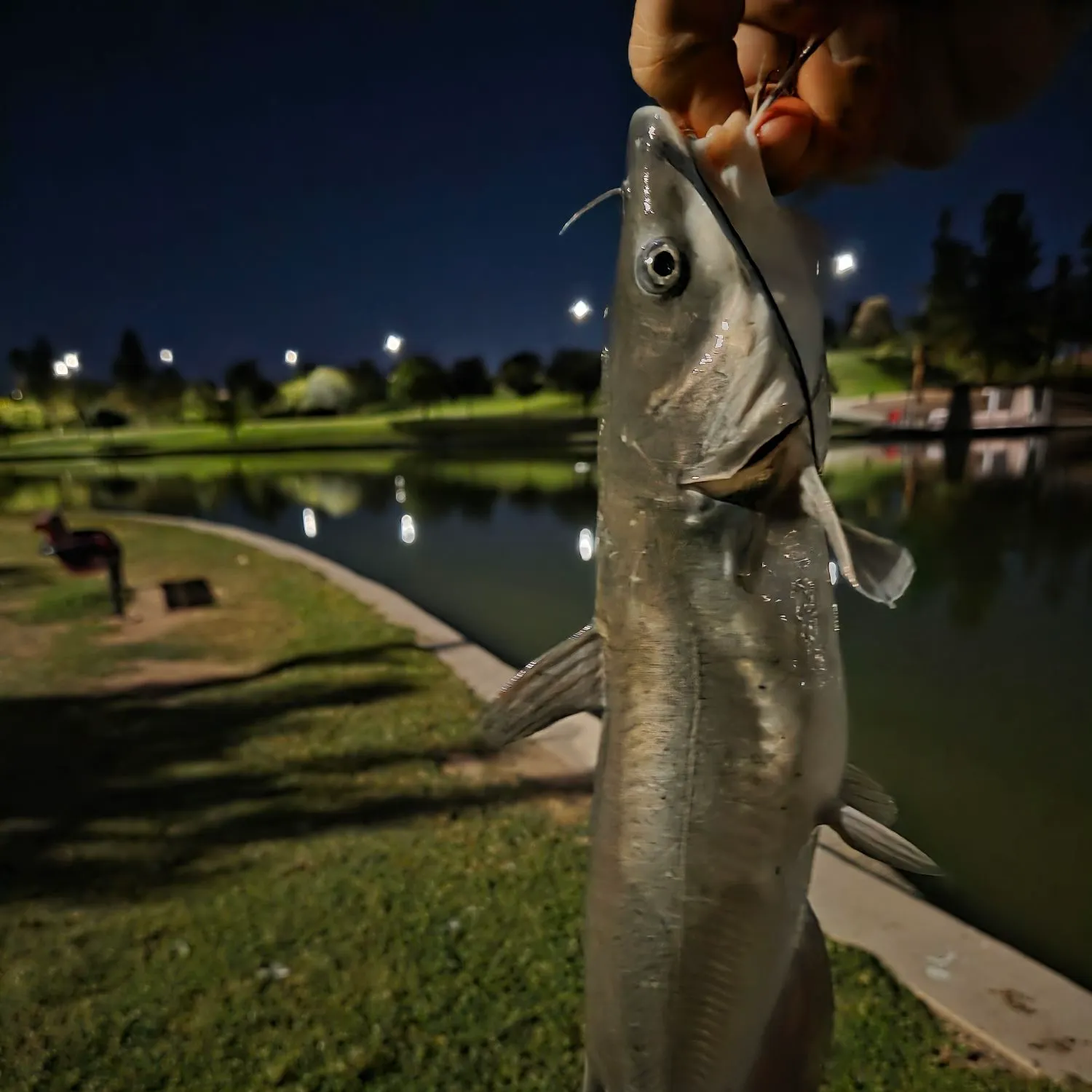 catch