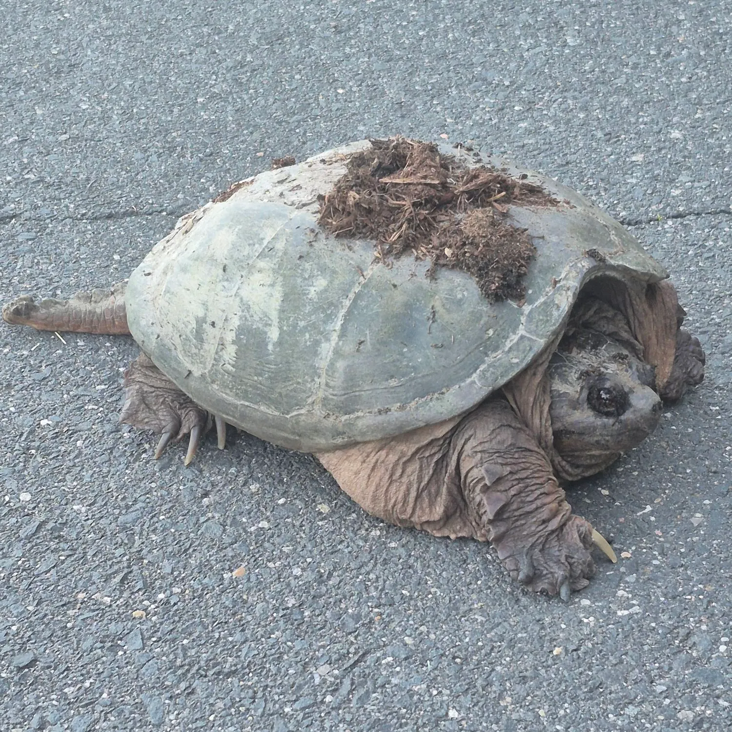 The most recent Common snapping turtle catches on Fishbrain